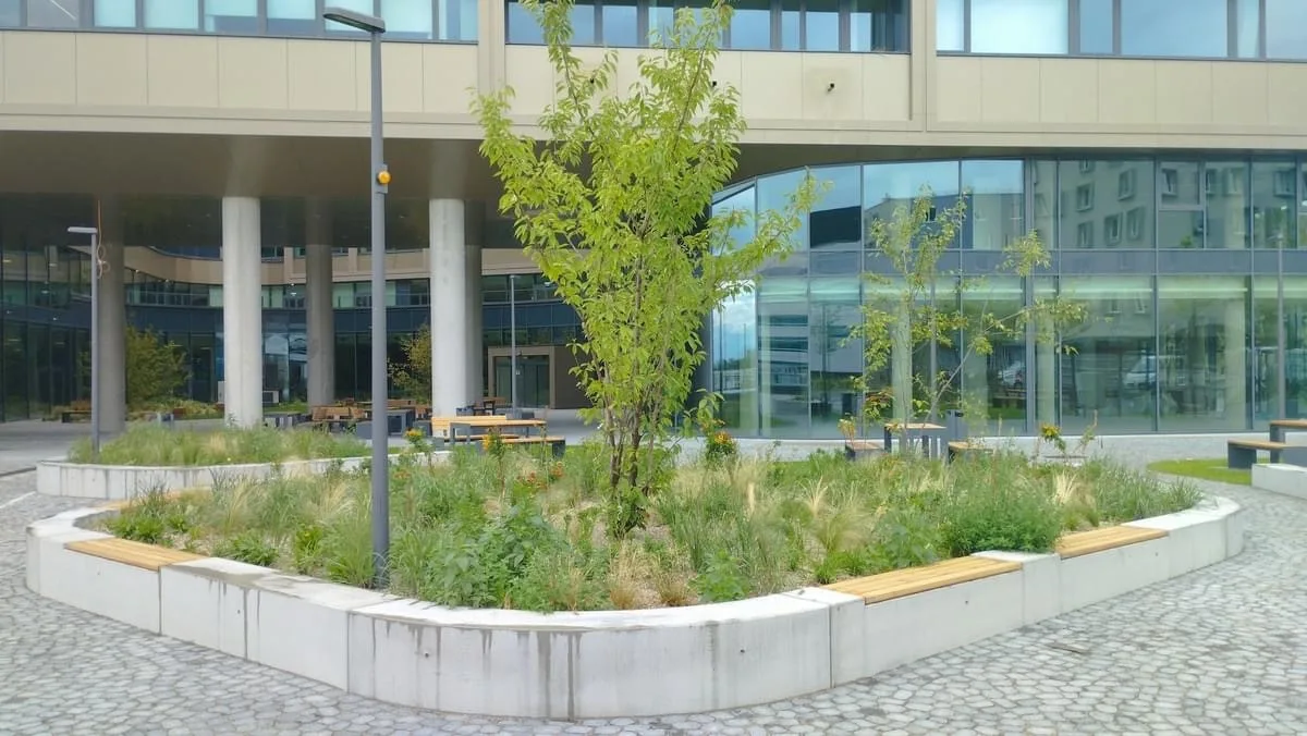 Pflanzinsel mit Baum, Gräsern und Sitzkante vor einer Glasfassade